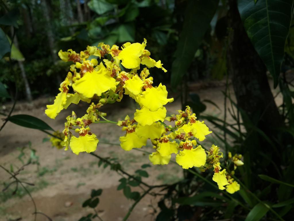 Deniyaya Guest House Luaran gambar